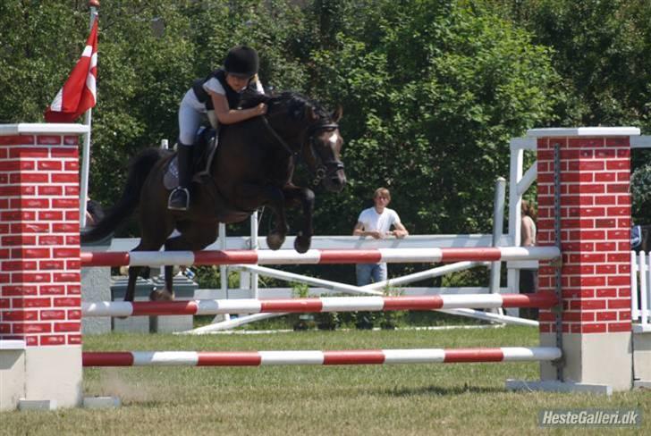 Welsh Pony (sec B) Jedidjan Rufus / R.I.P. / - Rufus :D billede 18