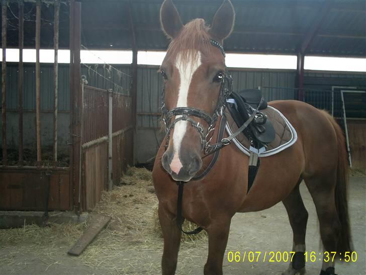 Welsh Cob (sec D) Nikolaj billede 13