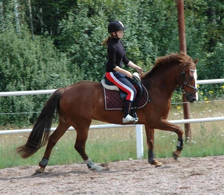 Irsk Sportspony Laois Blaze *Sverige* - 28/7 2009, da jeg var ovre at besøge ham i Sverige :) billede 4