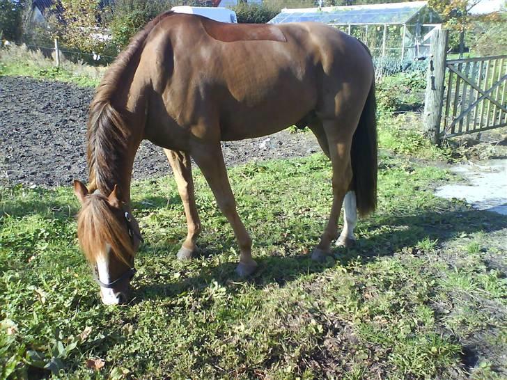 Irsk Sportspony Laois Blaze *Sverige* billede 8