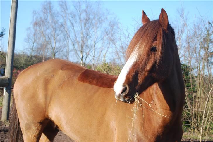 Irsk Sportspony Laois Blaze *Sverige* billede 9