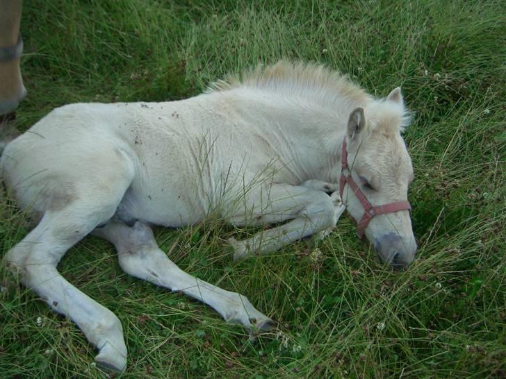 Fjordhest Odin Kaptain solgt )': - ååh jeg er så træt billede 7