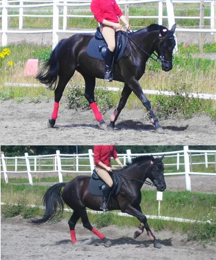 DSP Engedals Piaffe *Norge* - dressur med hackamore (:..  13/7-07 billede 15