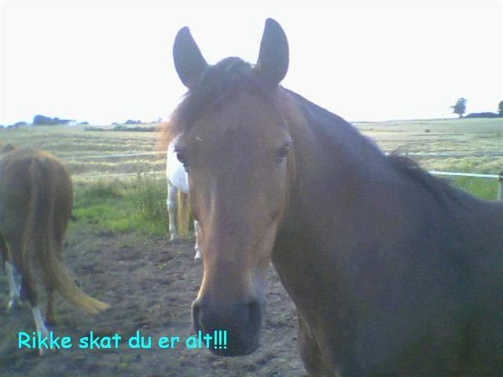 Welsh Pony (sec B) Rikke - Skatlingen på fold hun èr virkelig alt!!! billede 6