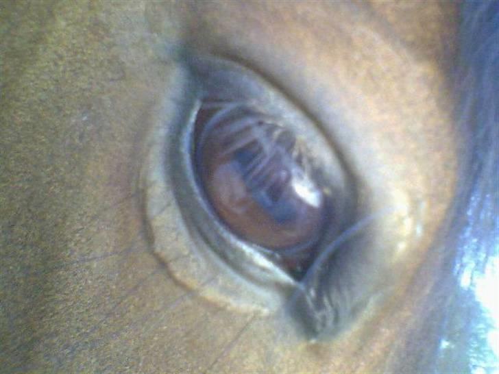 Welsh Pony (sec B) Rikke - NYT: skatlingens øje Smukt men lidt specielt!!! billede 7