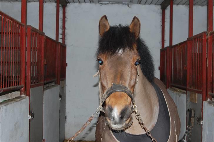 Anden særlig race Flying Star - Den bedste <3 JEG SAVNER DIG! Foto: MLH-foto billede 3