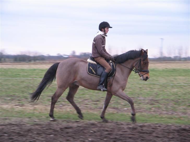 Anden særlig race Flying Star - Dressur (: JEG SAVNER DIG! Foto: Ditte Bislev. billede 6