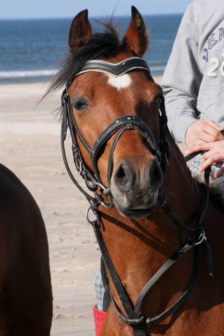 Welsh Pony af Cob-type (sec C) Wildzangs Royal Bravour<3 - strandtur :D <33 billede 2