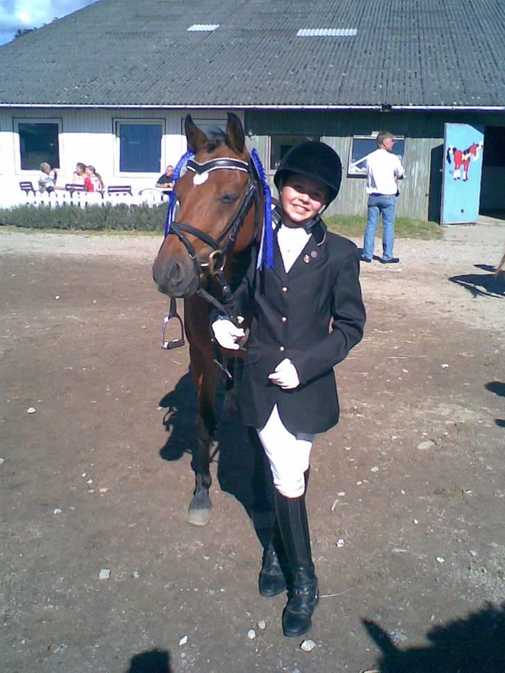 Welsh Pony af Cob-type (sec C) Wildzangs Royal Bravour<3 - Nibe Cup nr 2 første LB1 og nr. 2 i Cuppen:P billede 3