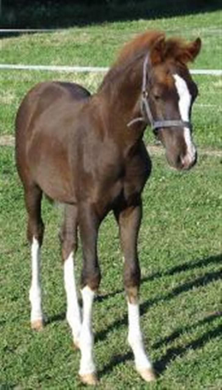 DSP Vasehøjs Kashi *A-Pony* - kashi som føl. billede 2