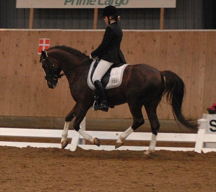 DSP Vasehøjs Kashi *A-Pony* - Hedensted landsstævne 2010 - sidste ponystævne billede 3