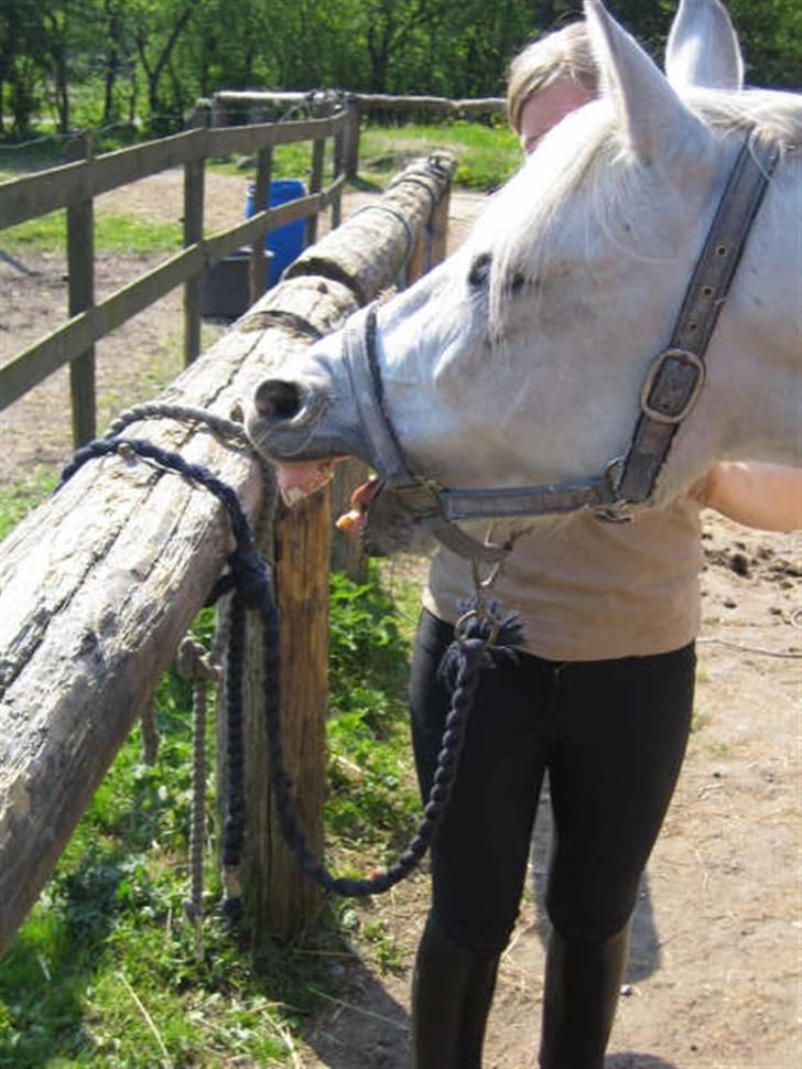 Anden særlig race Søvinds Silvermoon  SOLGT billede 9