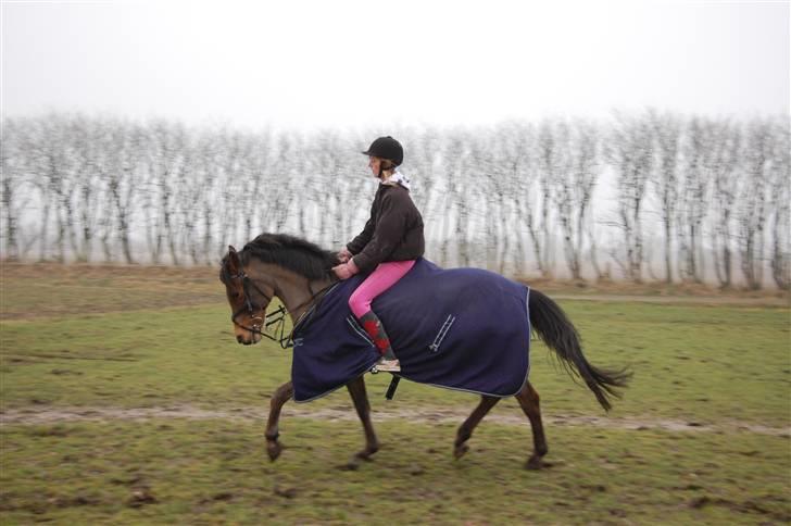 Anden særlig race Flying Star - Annemette og Star - dressur :D JEG SAVNER DIG! Foto: MLH-foto billede 18