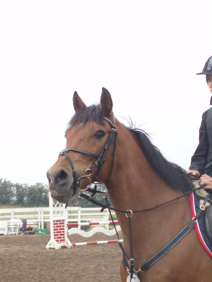 Anden særlig race Flying Star - Til præmieoverrækkelse i Boller :D Elsker min stjerne <3 JEG SAVNER DIG! Foto: Simone Lykke Hansen. billede 19