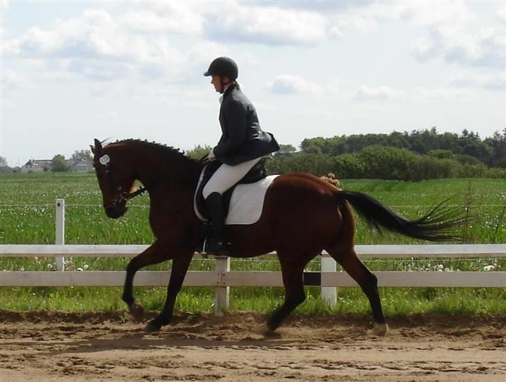 Trakehner Florentine SOLGT - Florentine og jeg i LC3 JMR maj 07 billede 12