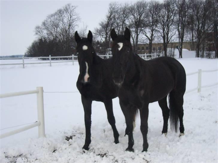 Oldenborg FREJA<3 - Freja  og Frodo / mor og søn billede 3