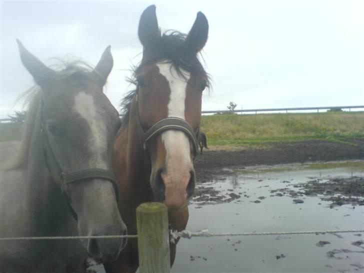 Polsk Varmblod kasia (død) - canissa og kasia hygger billede 16