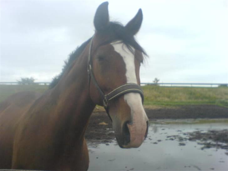 Polsk Varmblod kasia (død) - den smukke på fold billede 17