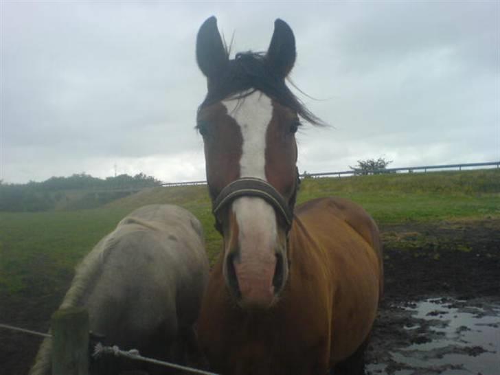 Polsk Varmblod kasia (død) - se mig er jeg smuk billede 18