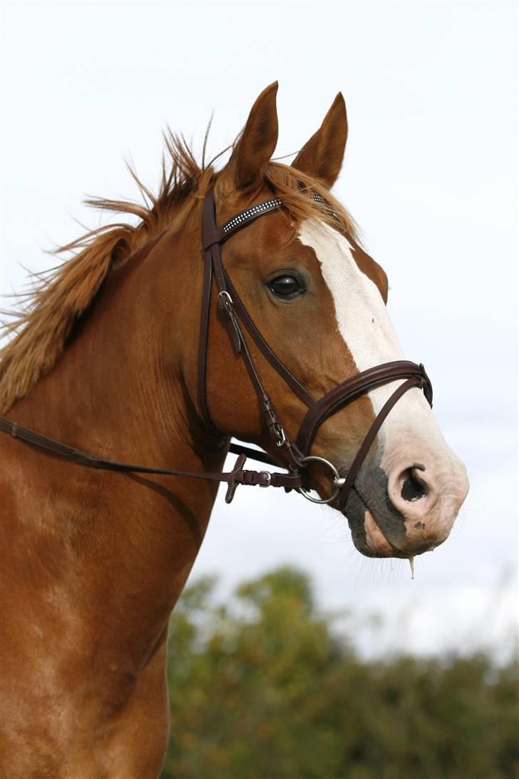 Anden særlig race Samun - wauw, der kommer vidst en fin hoppe .. taget af fotograf :D billede 1