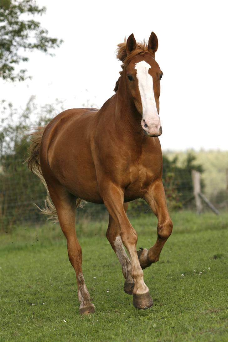 Anden særlig race Samun - Galop over marken (: billede 5