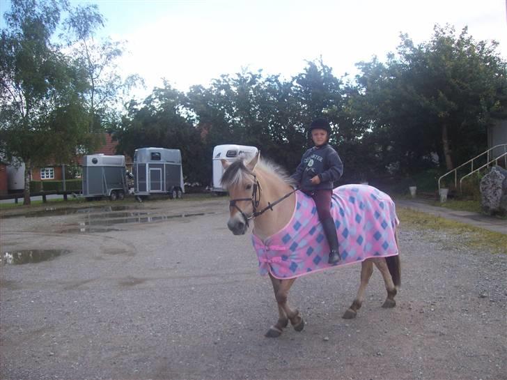 Fjordhest fie (bytte) - 25/7 morten ude at ride billede 1