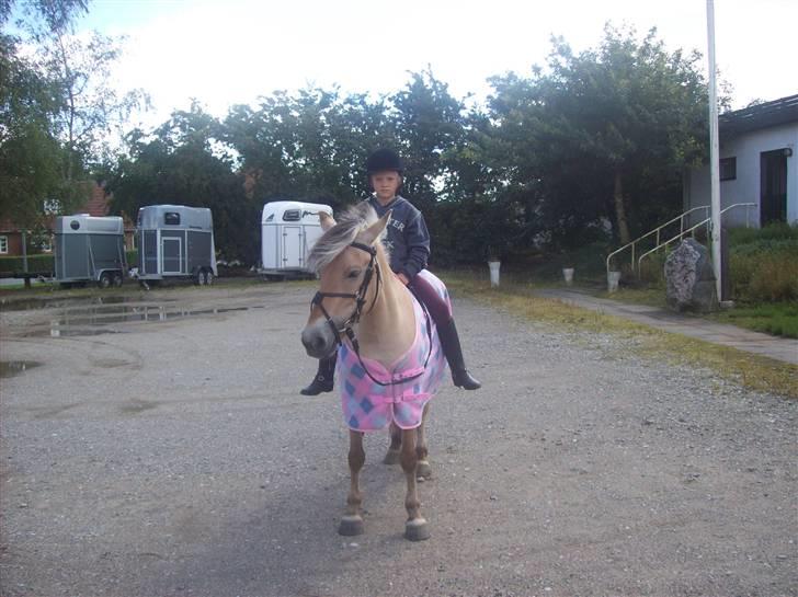 Fjordhest fie (bytte) billede 2