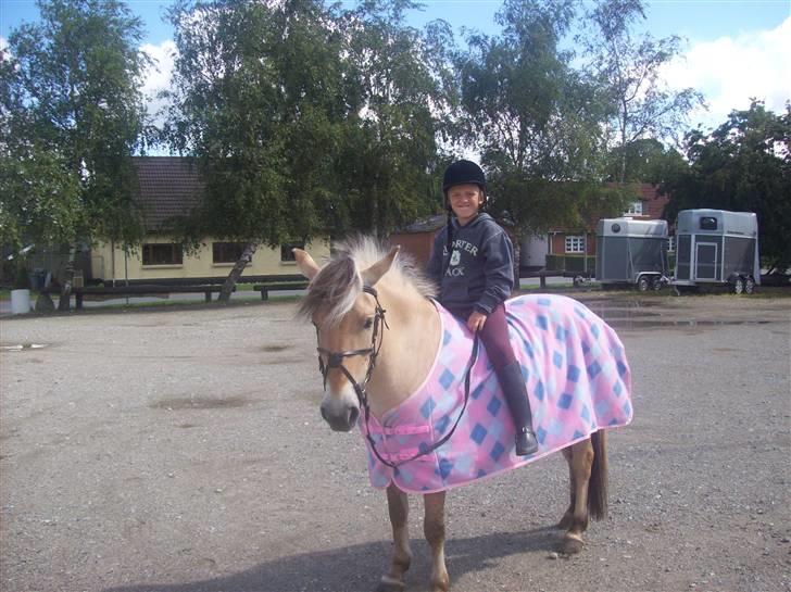 Fjordhest fie (bytte) billede 3