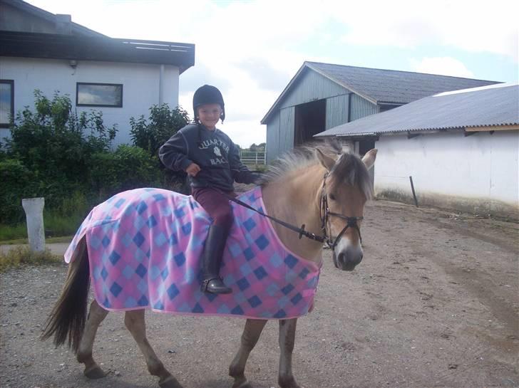 Fjordhest fie (bytte) billede 4