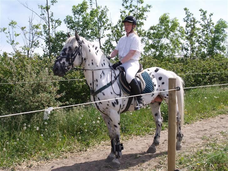 Knabstrupper Funder Nørhedes Laban *SO - Stævne i Thorsø 31.maj ´09 billede 1