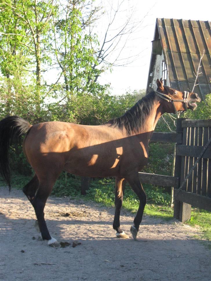 Arabisk fuldblod (OX) Ipaya solgt - ipaya kalder på de andre billede 17