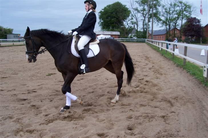 Fuldblod (XX) Dafne (Daffe) - mig og daffe første stævne på Revsø. billede 1