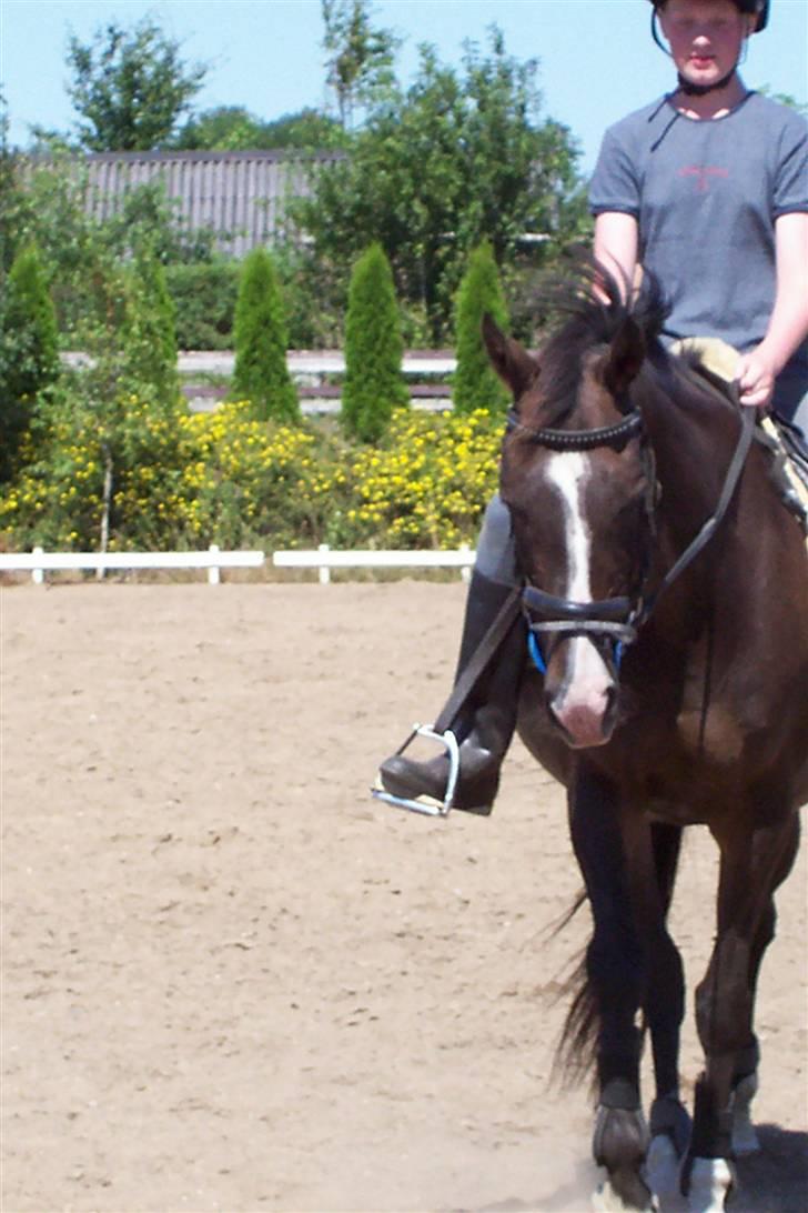 Fuldblod (XX) Dafne (Daffe) - ... billede 2