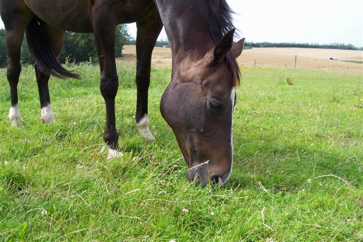 Fuldblod (XX) Dafne (Daffe) - lidt mere til den fede haha :b billede 5