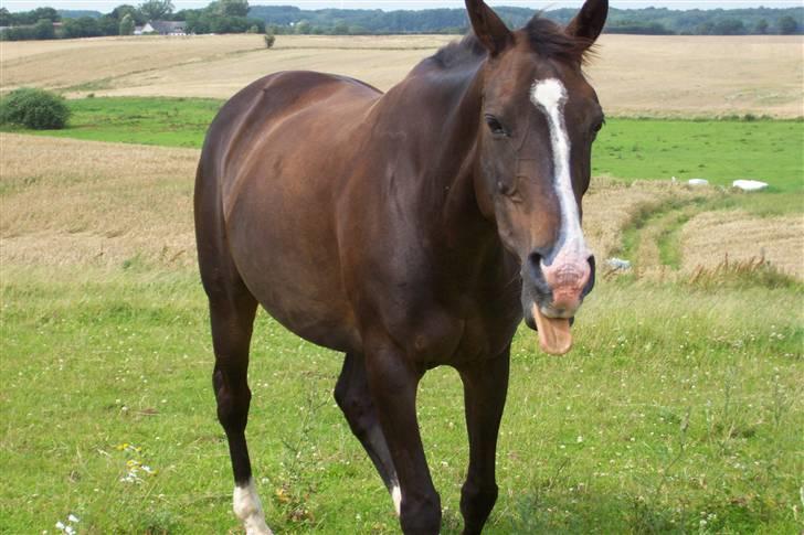 Fuldblod (XX) Dafne (Daffe) - Baaaah :b billede 6