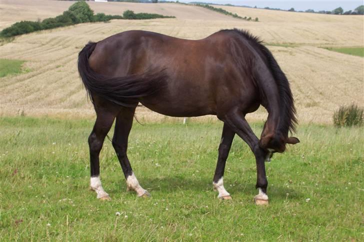 Fuldblod (XX) Dafne (Daffe) - uuuh det klør ;b billede 7