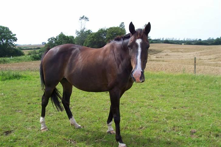 Fuldblod (XX) Dafne (Daffe) - Jeg holder øje med jer :P billede 8