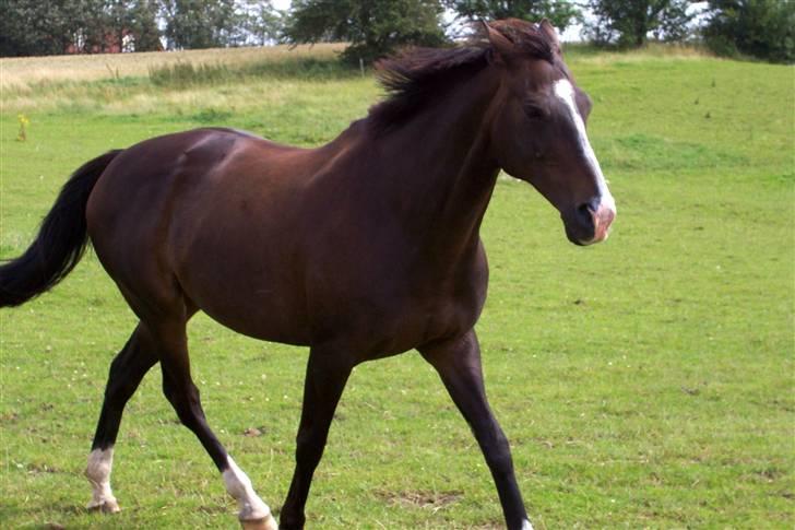 Fuldblod (XX) Dafne (Daffe) - Hvor fiiiin :p billede 9