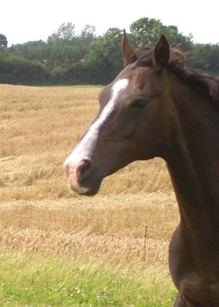 Fuldblod (XX) Dafne (Daffe) - så fotogen hun er<3 billede 10