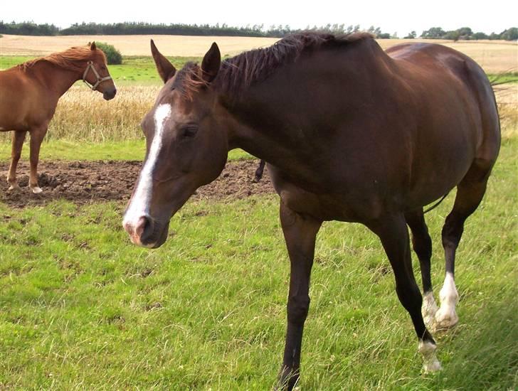 Fuldblod (XX) Dafne (Daffe) - <3 billede 11