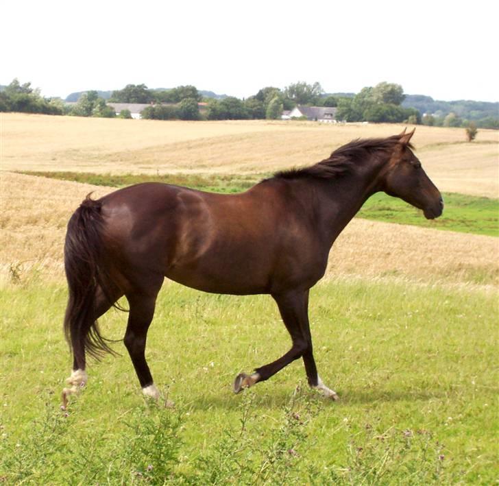 Fuldblod (XX) Dafne (Daffe) - Nøj, hva er det dernede ?? :p billede 12