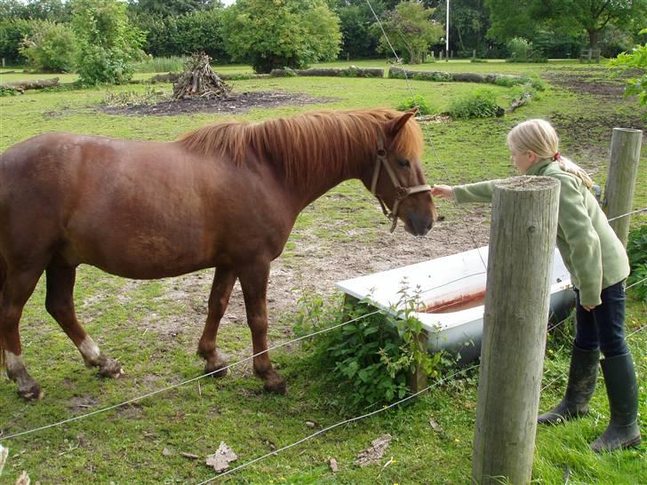 Islænder filip - rare filip billede 3