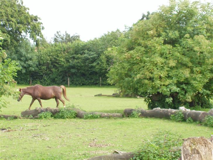 Islænder filip - filip på floden igen billede 5