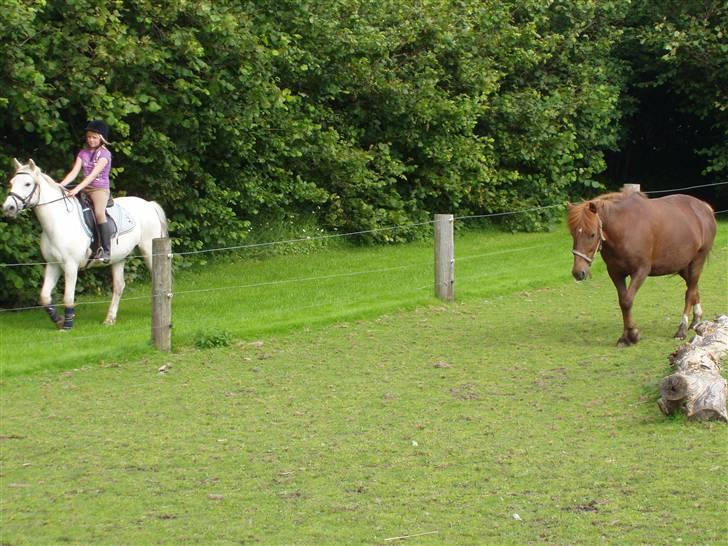 Islænder filip - filip og klaudia billede 6