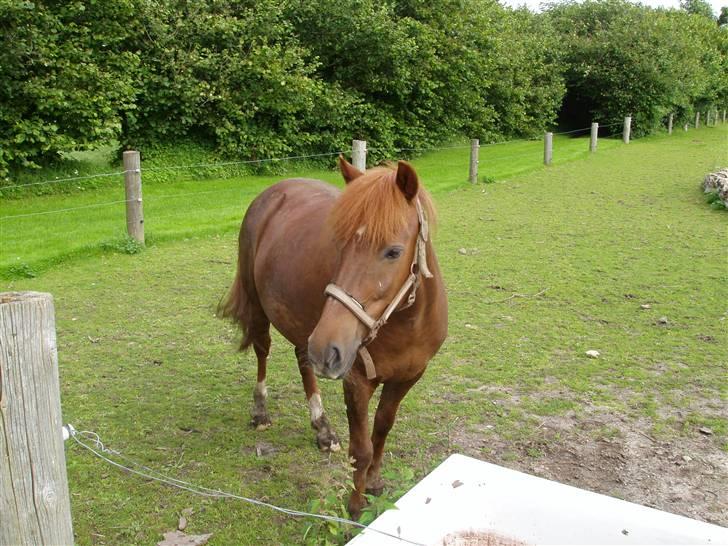 Islænder filip - smukke filip billede 8