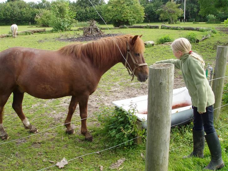 Islænder filip - filip og miiq billede 9
