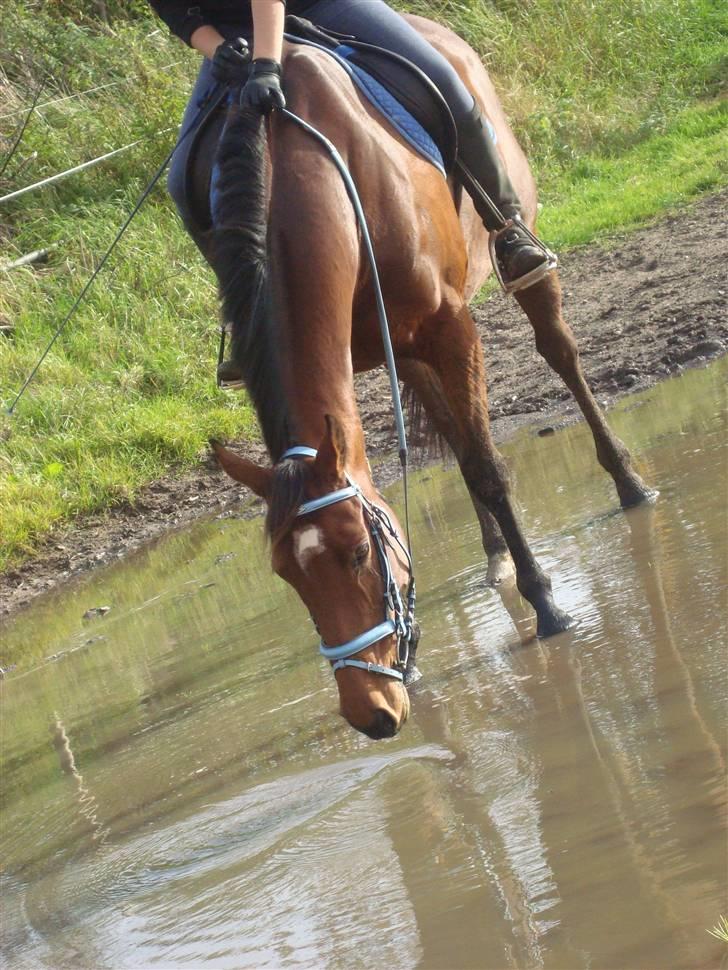 Fuldblod (XX) Amiga - Flotte Amiga :b , ILY <333 billede 17