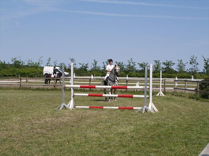 Knabstrupper Funder Nørhedes Laban *SO - Thorsø ´09 billede 3