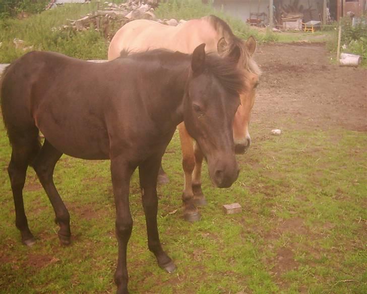 Anden særlig race Yasmin $ilke*solgt - 8: $ilke næsten 11 måneder d. 14/7-07 billede 8