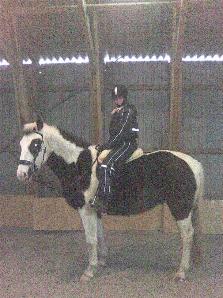 Pinto Kalle (Kashmir) - D. 23.01.2010  billede 6